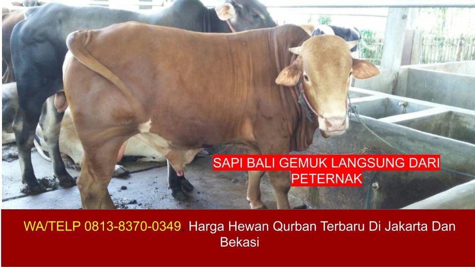 Harga Hewan Qurban Sapi Bali Terbaru