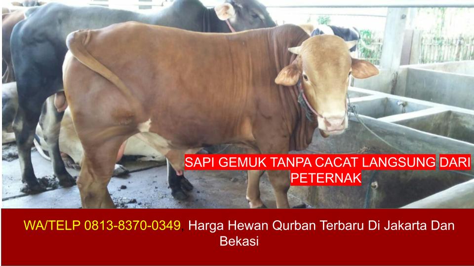 Harga Hewan Qurban Terbaru Di Jakarta Dan Bekasi