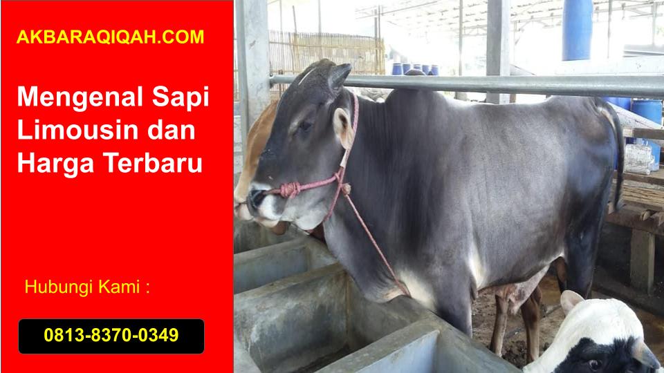 Harga Sapi Limousin Jakarta Bekasi Bogor